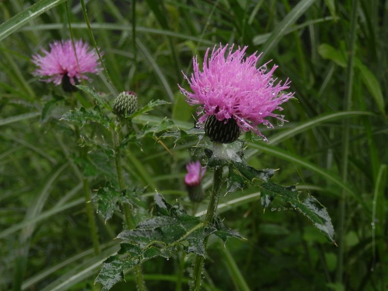 湯坂路 -- ノアザミ