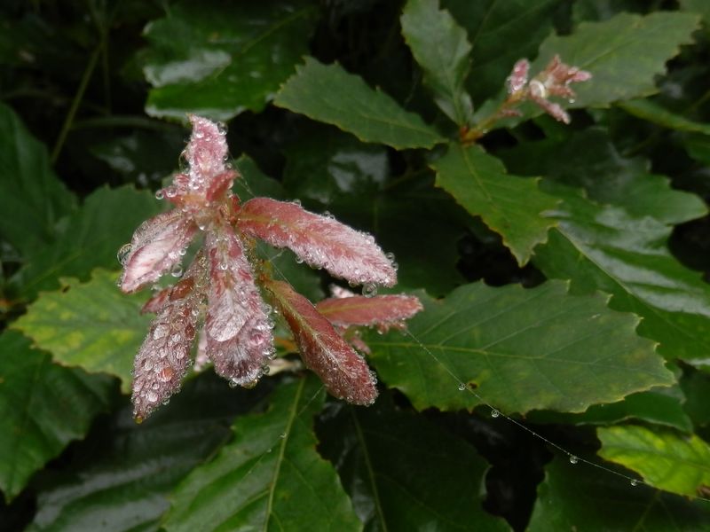 湯坂路 -- 遠くから見たときは、花かと思った