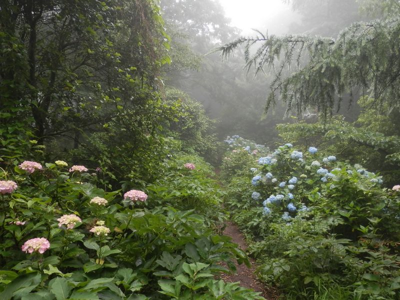 湯坂路 -- 浅間山に向かうアジサイロード