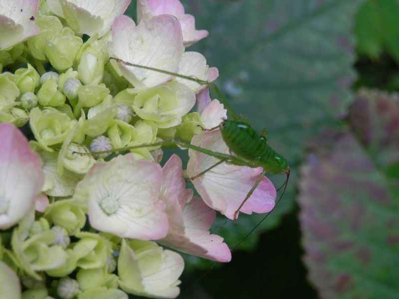 湯坂路 -- ツユムシの幼虫