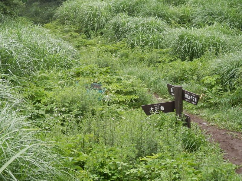 湯坂路 -- 大平台分岐