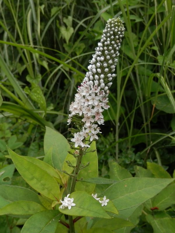 湯坂路 -- 先端まで太く直立するオカトラノオ