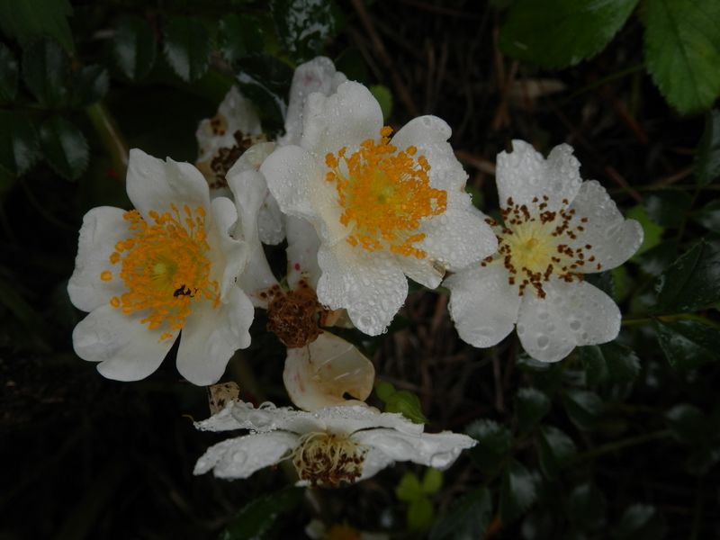 湯坂路 -- ヤマテリハノイバラ