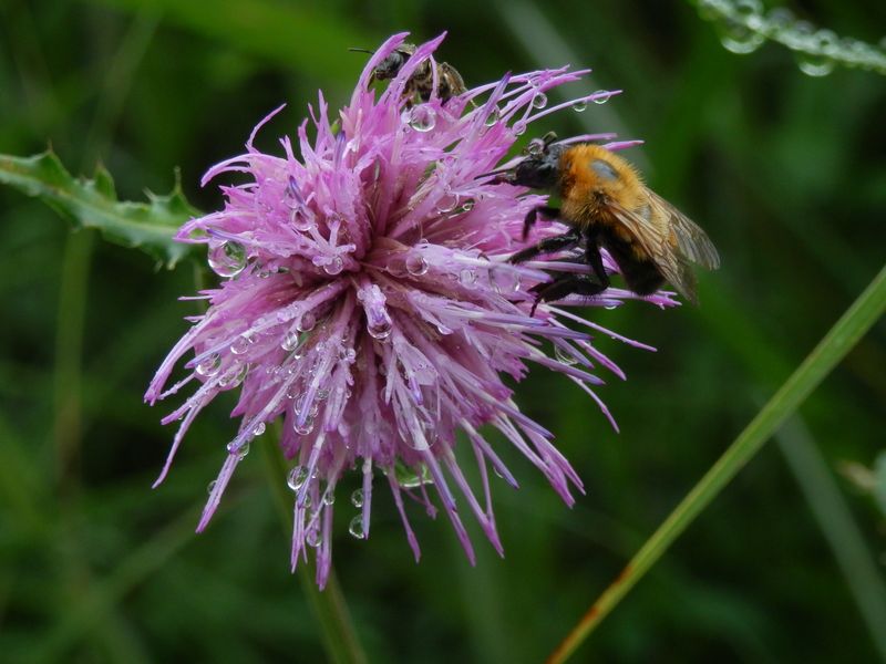 湯坂路 -- 雨の日に、ごくろうさんです