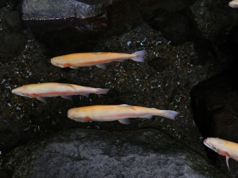 黄色のニジマス