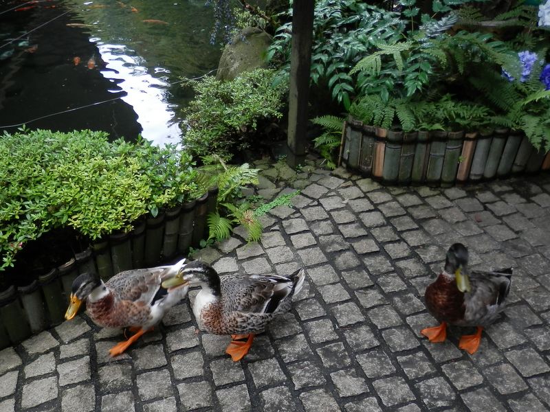 いらっしゃいませ