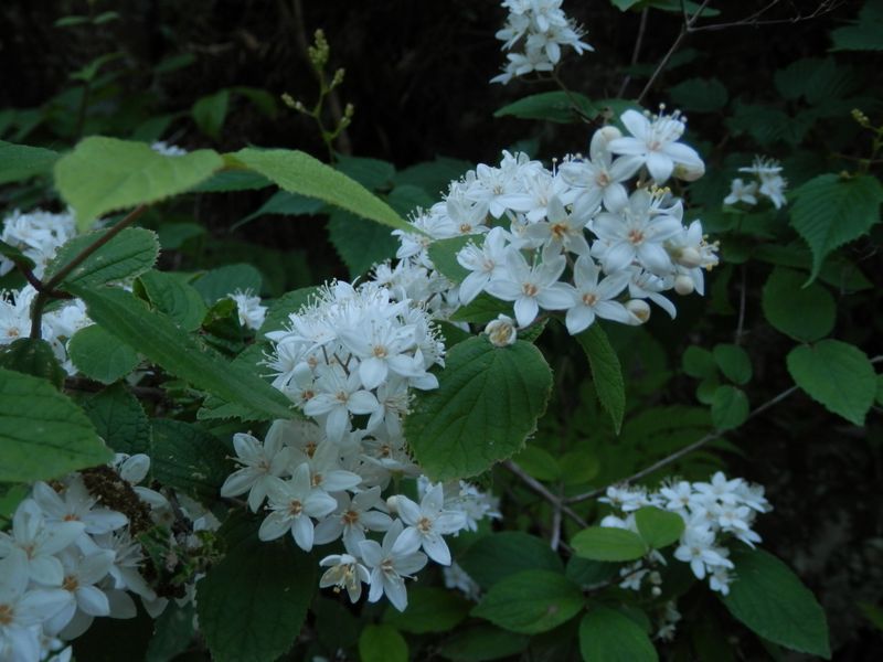 ユーシンから塔ノ岳 -- マルバウツギ