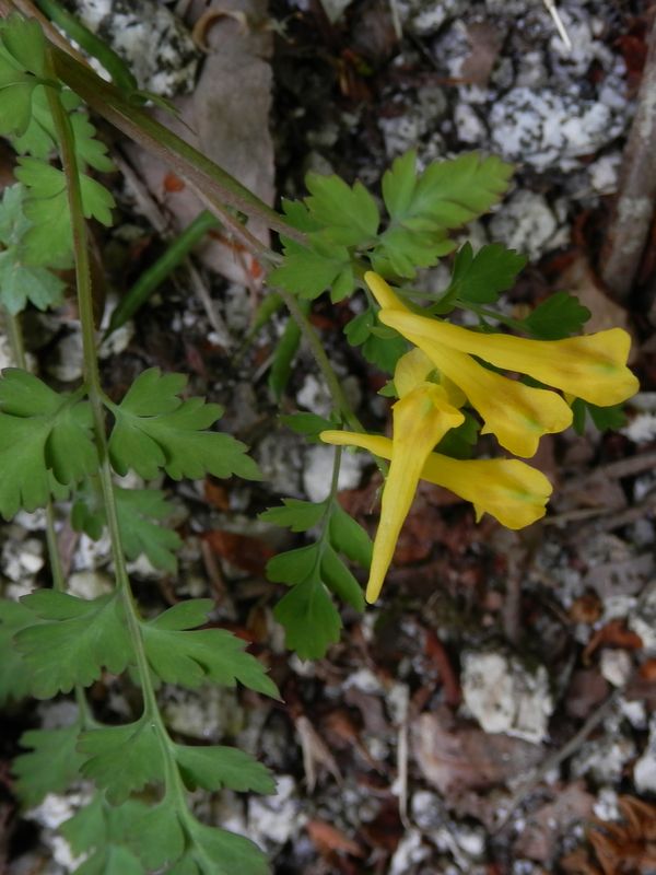 ミヤマキケマン