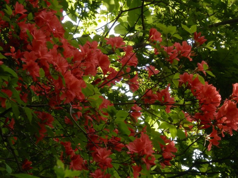 ヤマツツジには、こんな鮮やかな花も