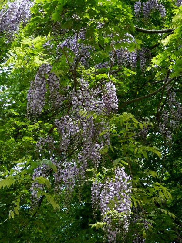 ユーシンから塔ノ岳 -- 藤の花は、たくさん見られた