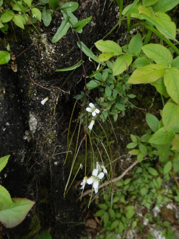 垂れ下がったハタザオ