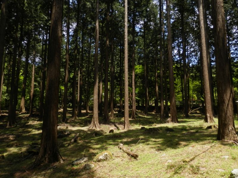 かながわの美林50選　ユーシンの森