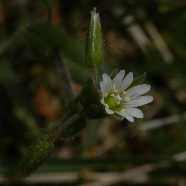 コハコベかな？