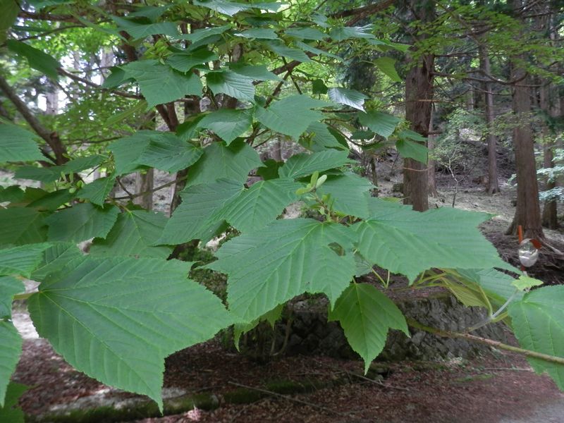 ホソエカエデ（雌株）かな？