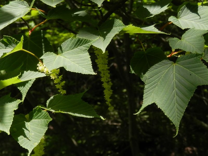 ホソエカエデ（雄株）