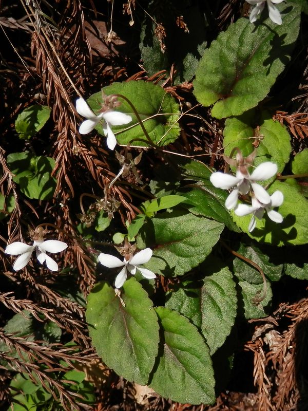 コミヤマスミレかな？