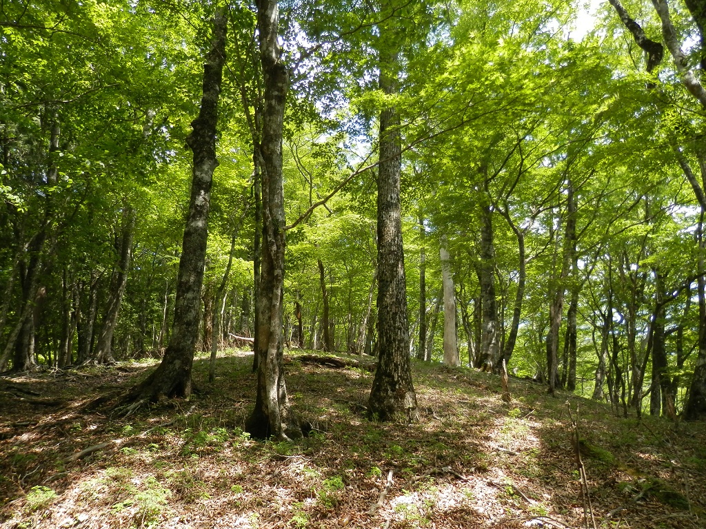 ブナの尾根を登る