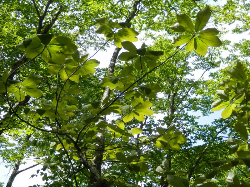 瑞々しいホオノキの葉