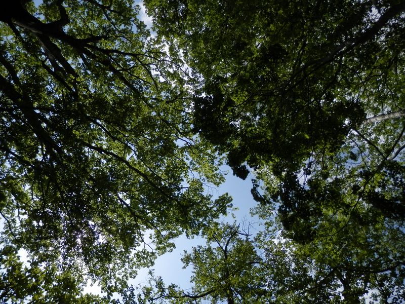 小休止して、ブナ林の空を見上げる