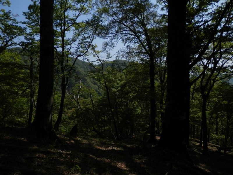枝越しに鍋割山稜を望む