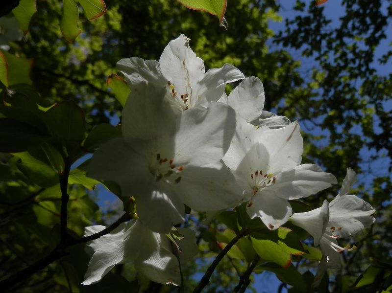 わずかながら咲いていたシロヤシオ