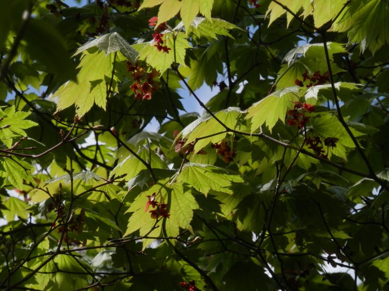 ハウチワカエデの花