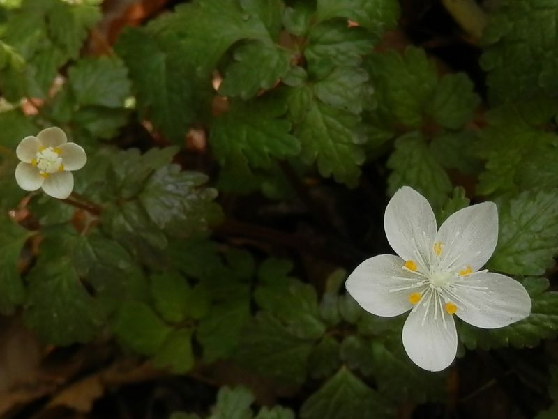 ツルシロカネソウ