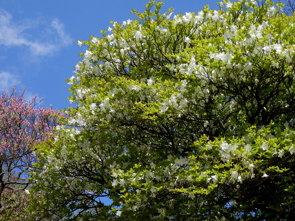 トウゴクミツバツツジとシロヤシオ