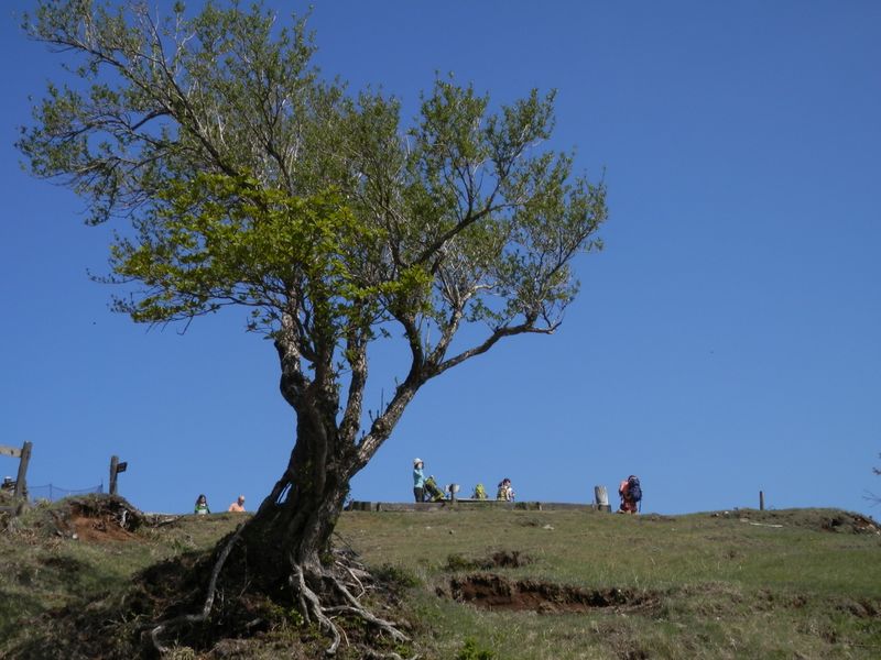 塔ノ岳山頂直下