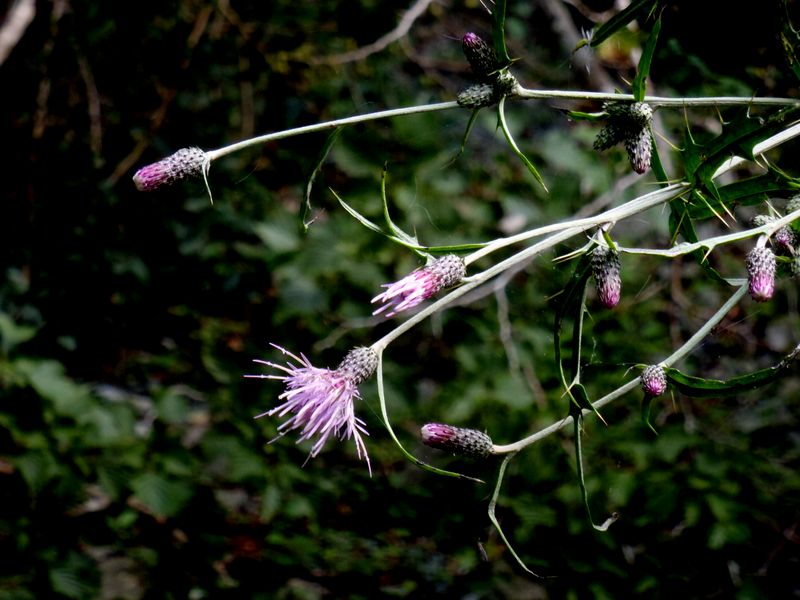 アズマヤマアザミ