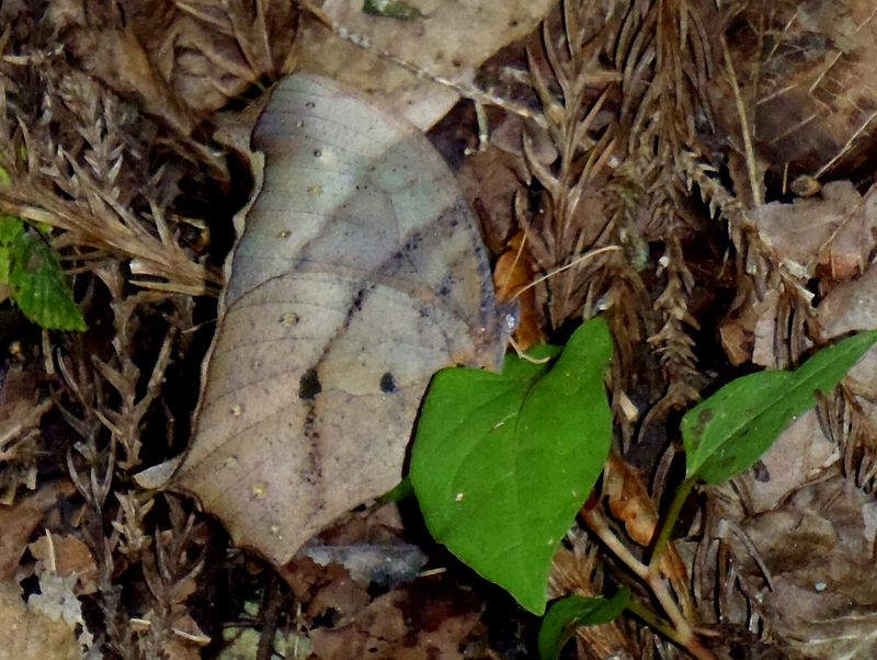 クロコノマチョウ