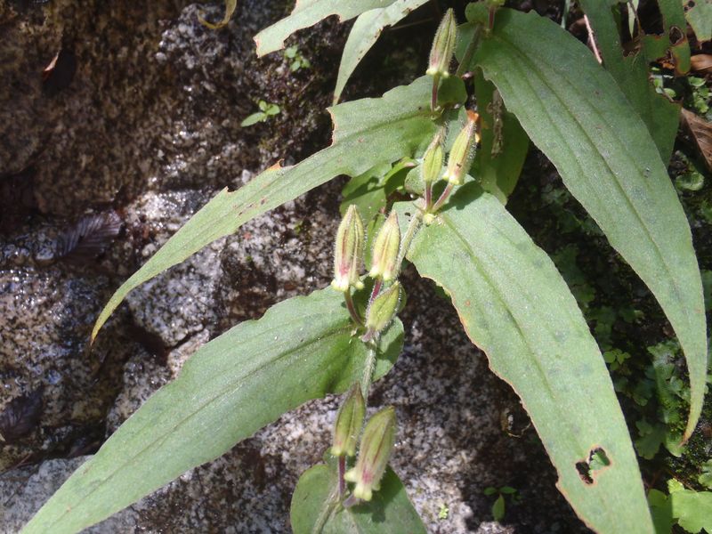 ホトトギスのつぼみ