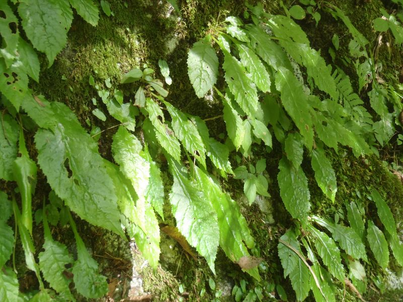 イワタバコの葉