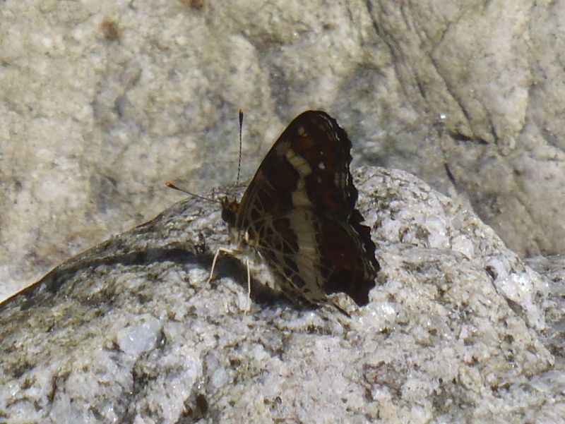 蝶たちも水を飲みに来る