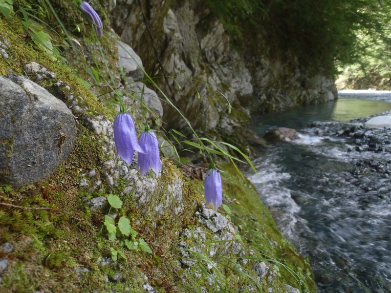 仏岩の下にイワシャジン