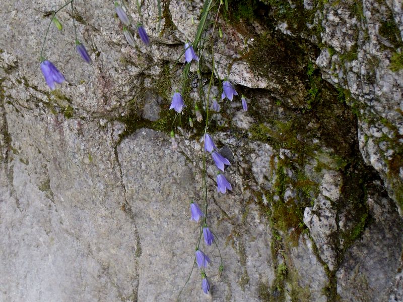 もっとイワシャジン