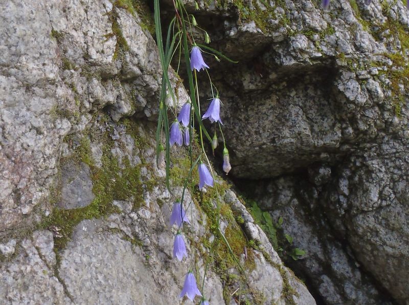 イワシャジンすてき！