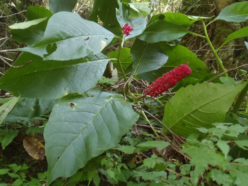 マルミノヤマゴボウ