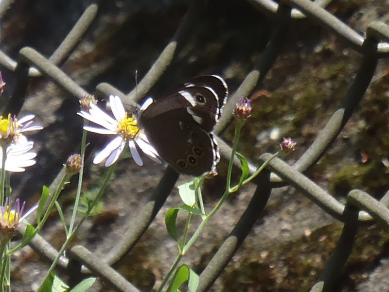 ツマジロウラジャノメ