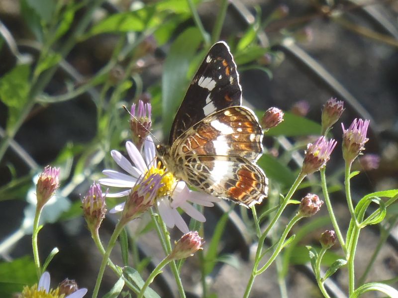 サカハチチョウ