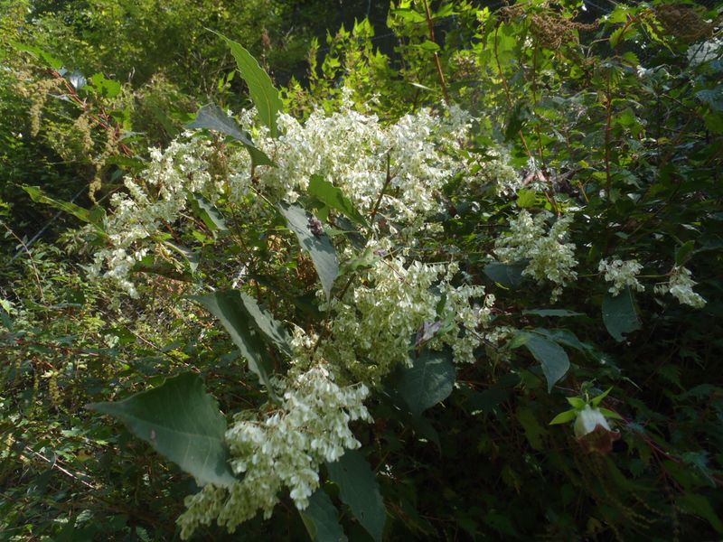 イタドリの右下にあるのは？