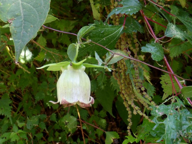 ツルニンジンの花を真横から