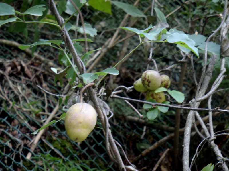 アケビの未熟果